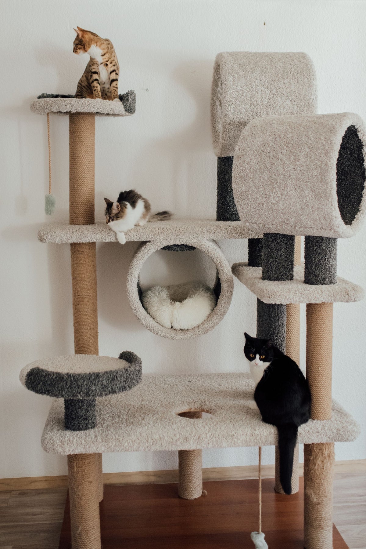 Deux chats sur un arbre à chat beige dans une pièce claire