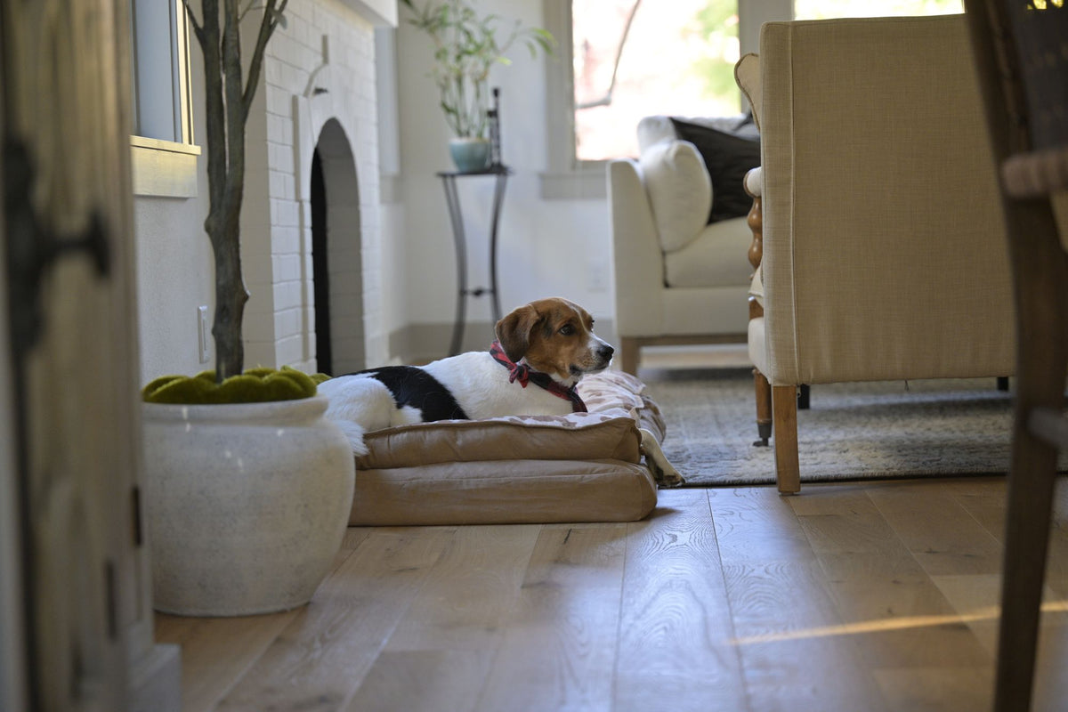 Chien allongé dans son panier au milieu du salon