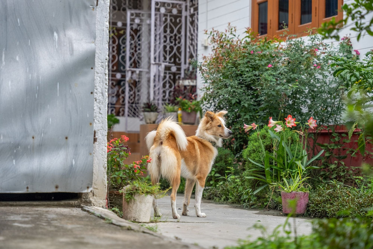 Chien sur une terrasse entourée de plantes