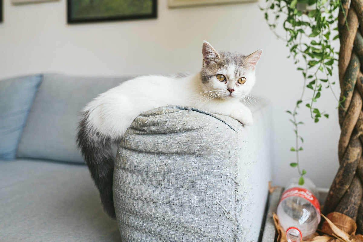 Chat installé sur un couchage rond à côté du canapé