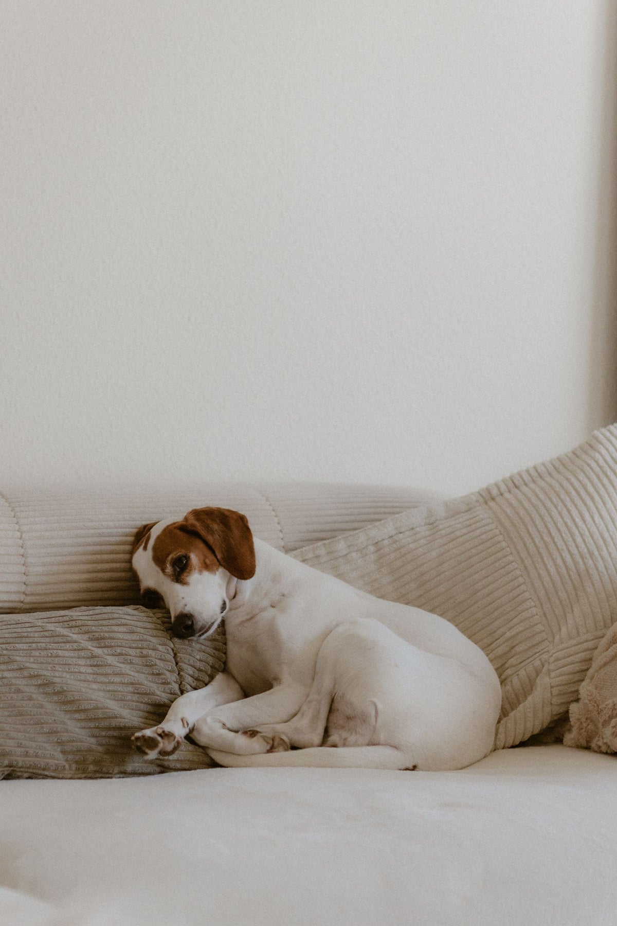 Petit chien installé sur un canapé crème