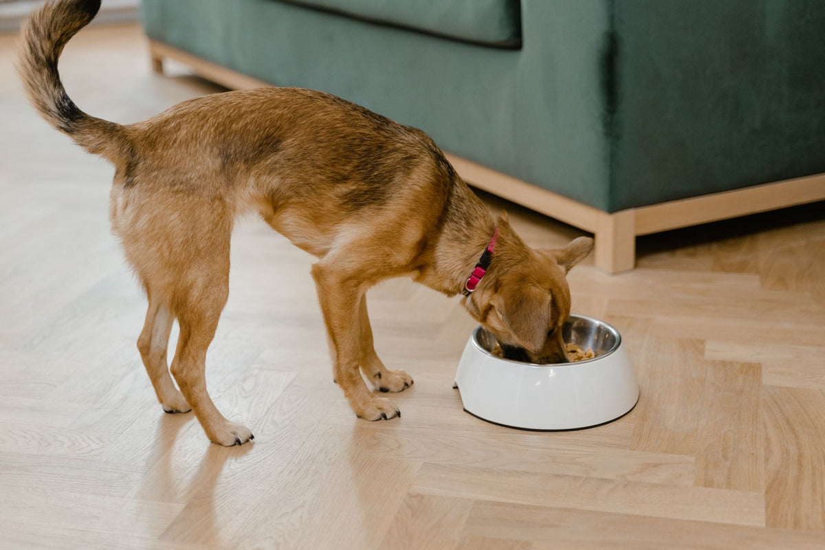 Chien qui mange dans sa gamelle sur un parquet clair