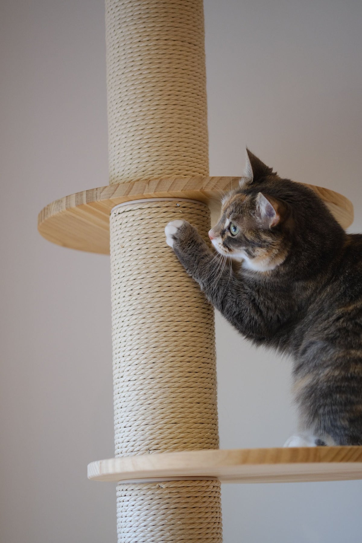 Chat qui fait ses griffes sur un poteau en sisal