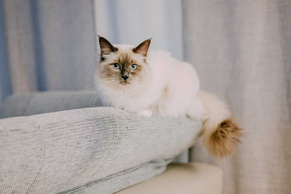 Chat sacré de Birmanie sur un couchage gris clair