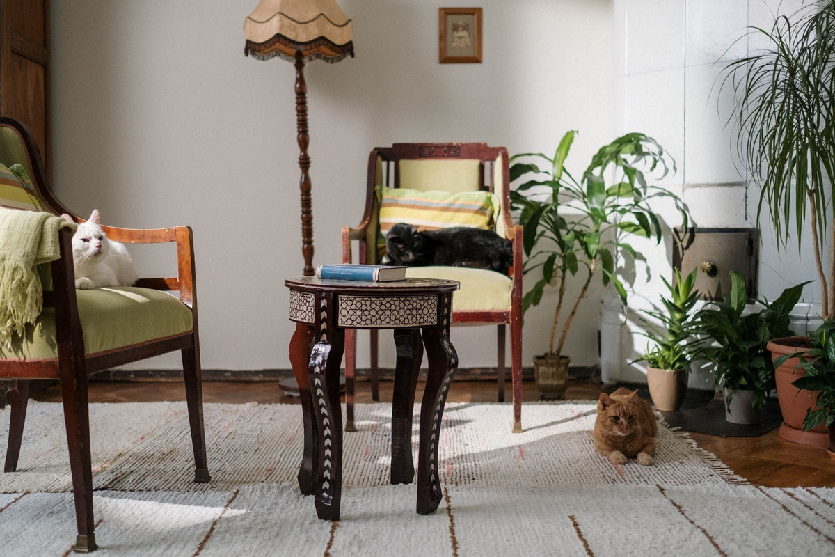 Deux chats installés sur des fauteuils dans un séjour avec des plantes