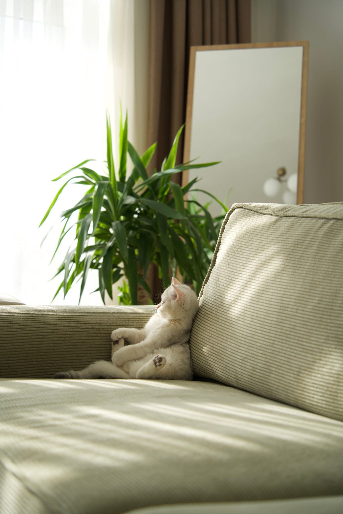 Chat blanc sur un canapé vert sauge entouré de plantes