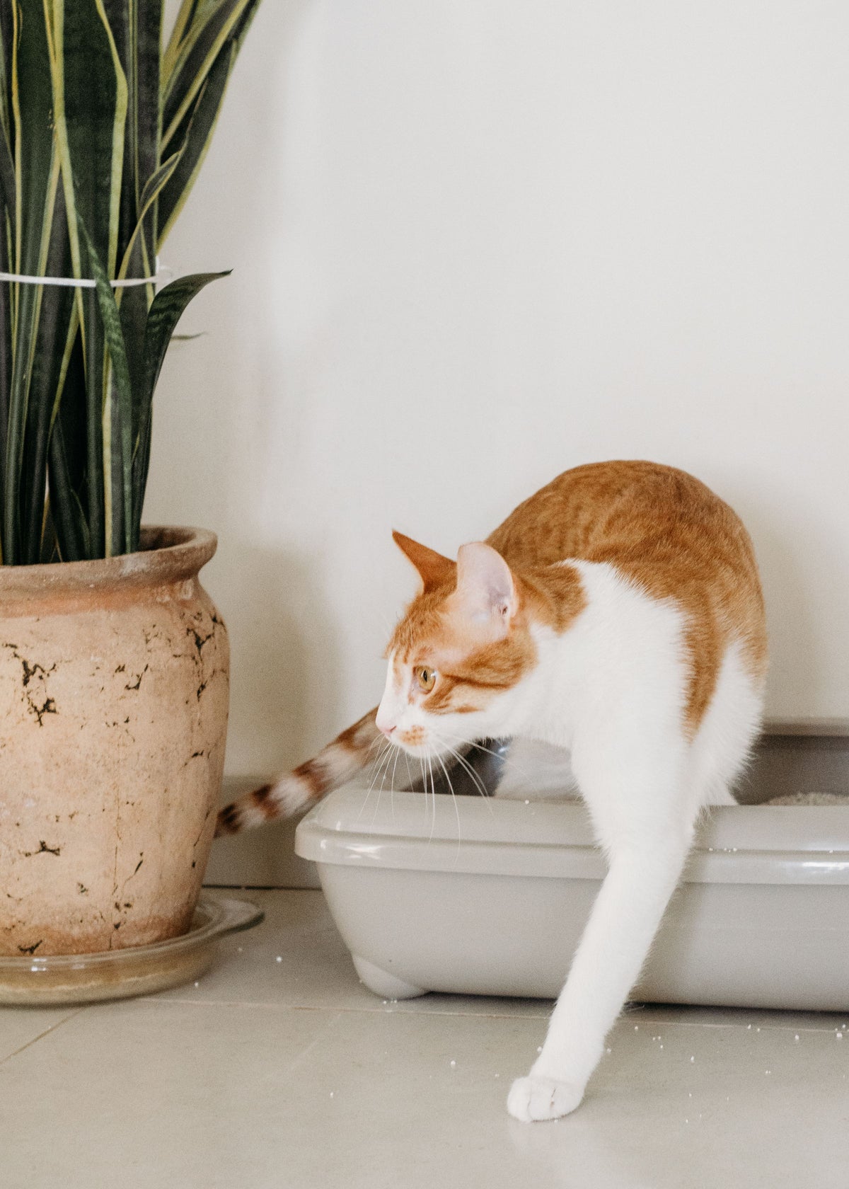 Chat roux et blanc sortant de sa litière à côté d'une plante verte