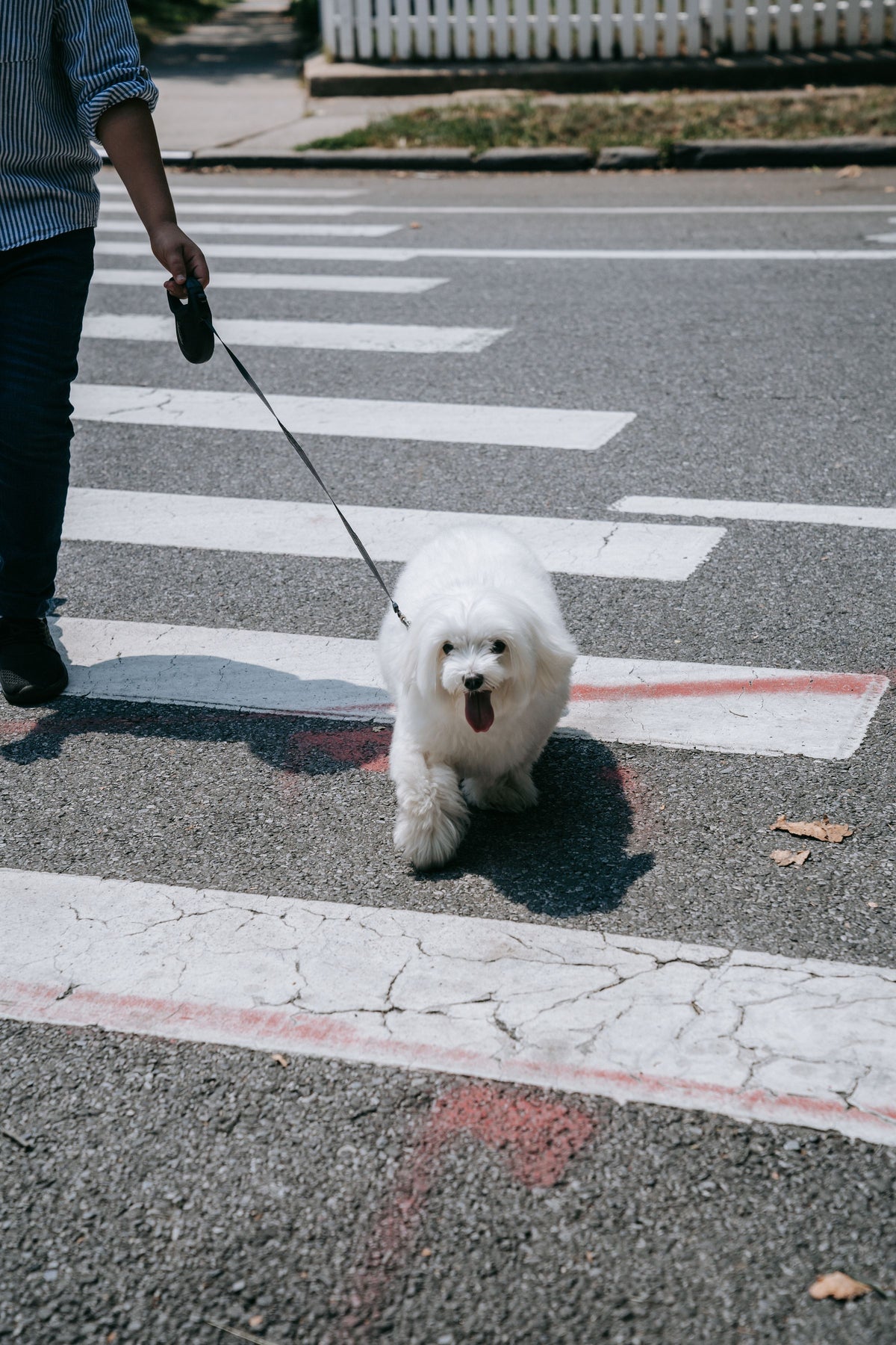 Petit chien blanc en laisse traversant un passage piéton