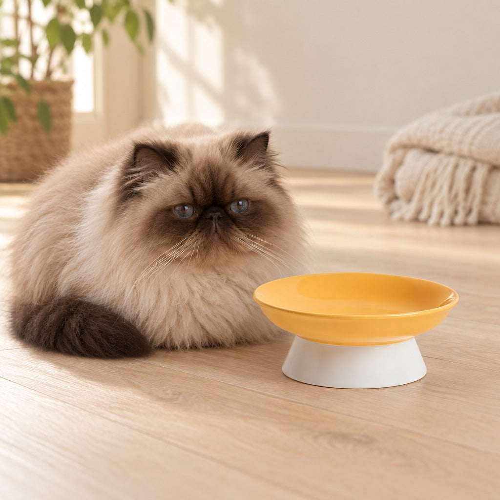 Un chat seal point au poil long couché près de la coupelle surélevée ambre, dans un salon clair.
