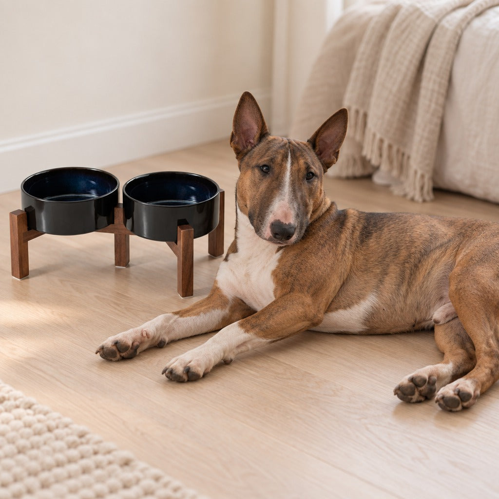 Buffet de repas en céramique noire à intérieur bleu nuit posé au sol, un chien bull terrier couché à côté.