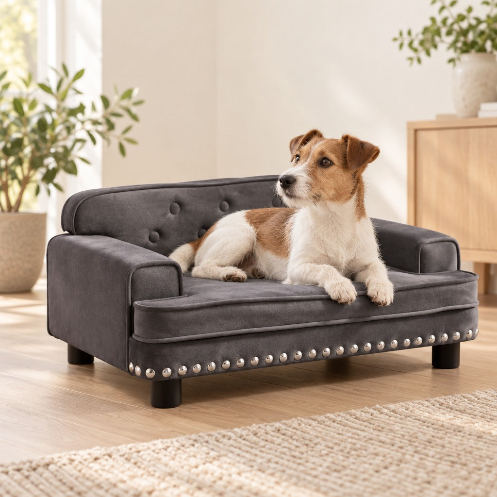 Un Jack Russell sable couché la tête relevée sur le canapé pour chien en velours anthracite, dans un salon clair au parquet blond.