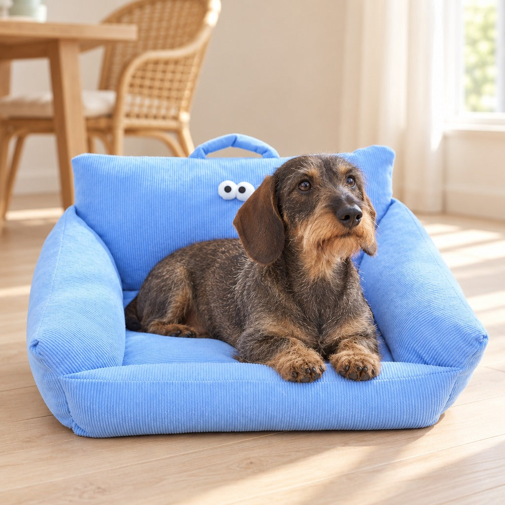 Teckel a poil dur installe en sphinx dans le couchage canape en velours cotele bleu ciel, dans un coin repas lumineux.