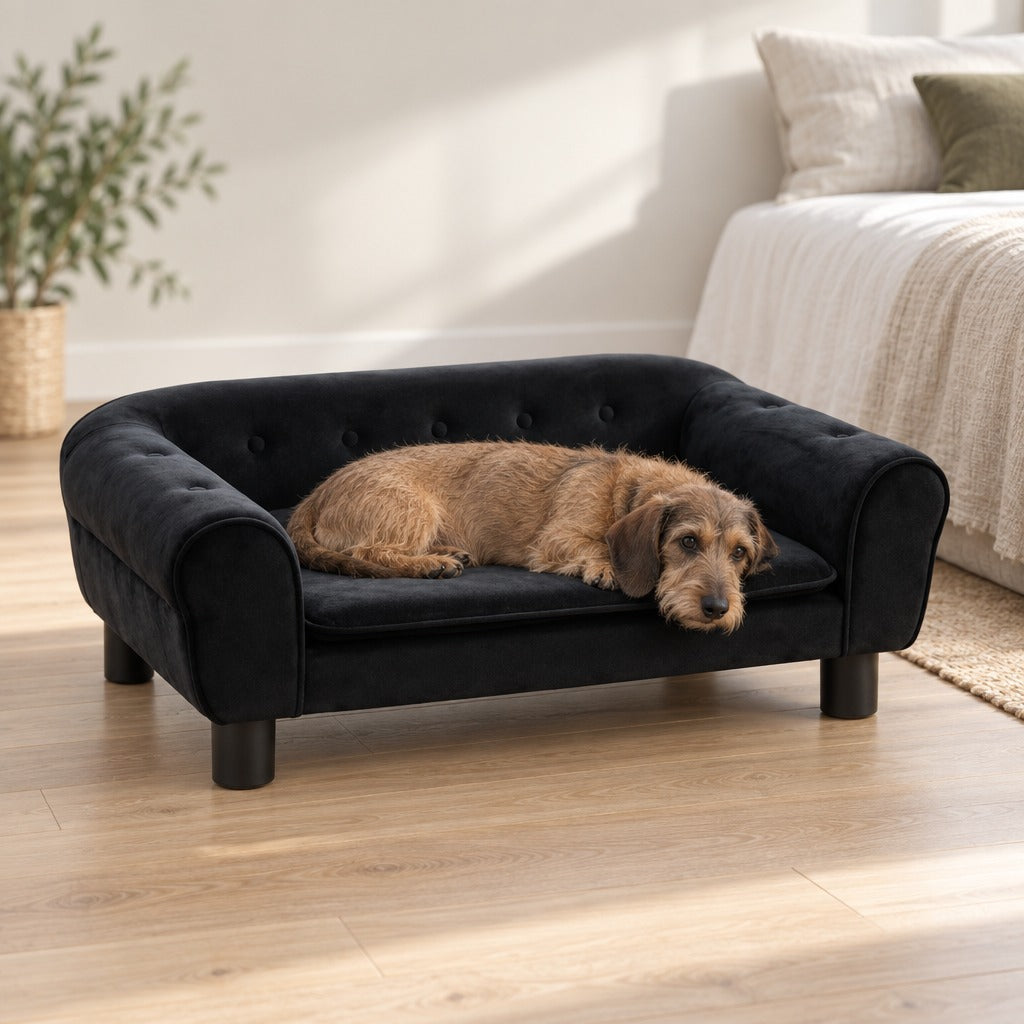 Teckel à poil dur fauve couché en travers du canapé en velours noir, la tête qui dépasse, dans une chambre lumineuse.