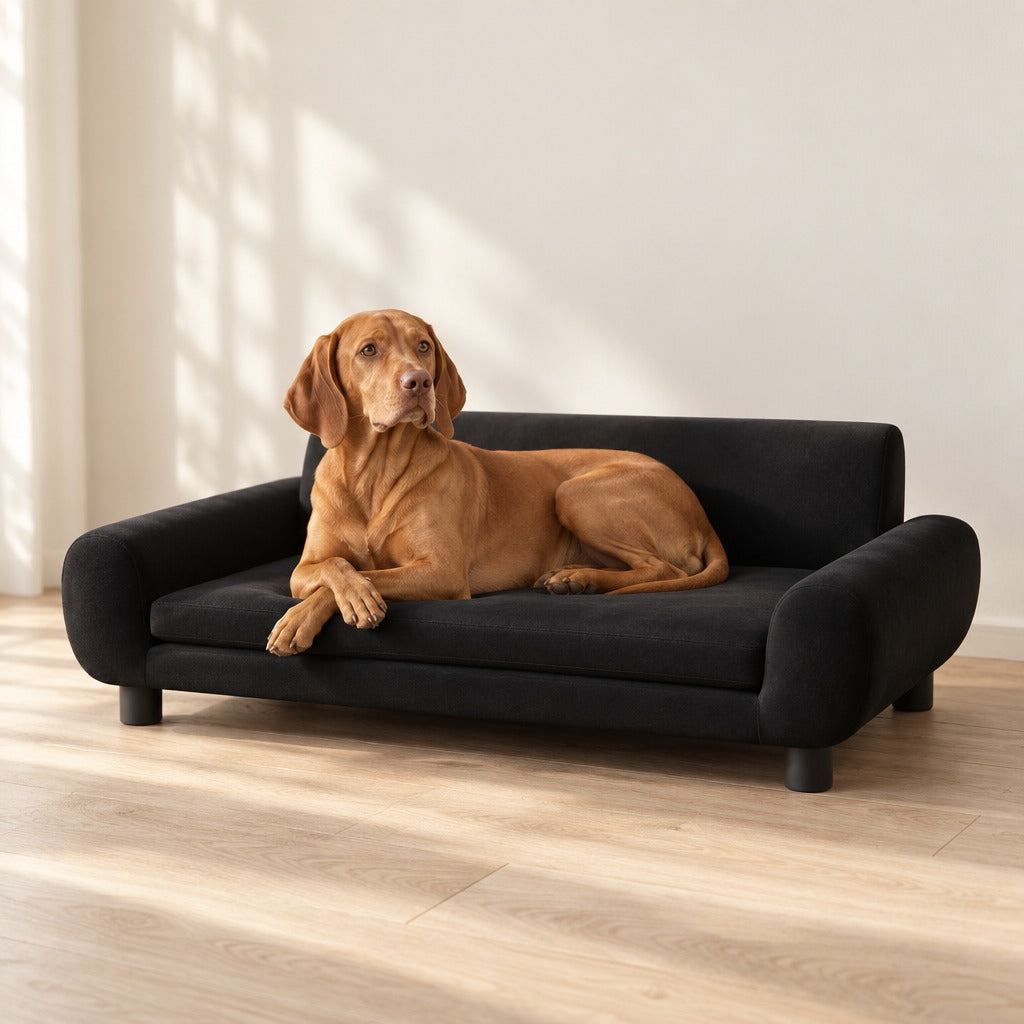 Un braque hongrois roux couché sur le coussin du canapé noir en velours, dans un salon clair au parquet blond.