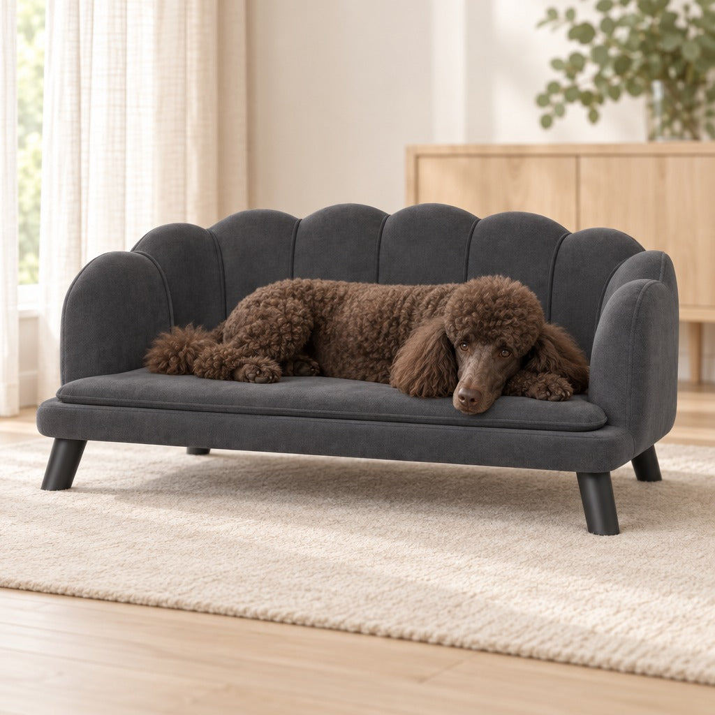 Un caniche royal chocolat couché sur le coussin du canapé en velours gris anthracite, posé sur un tapis clair dans un séjour lumineux.