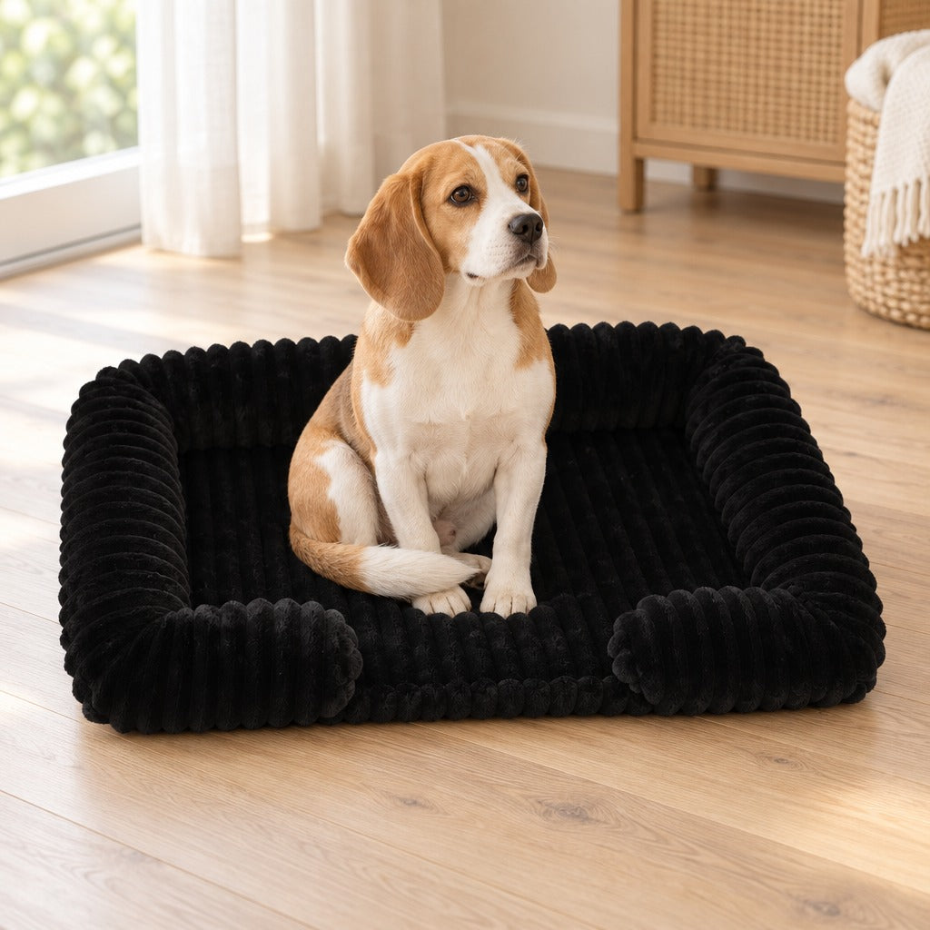 Beagle assis bien droit dans la corbeille coloris noir, sur un parquet clair près d'une fenêtre.
