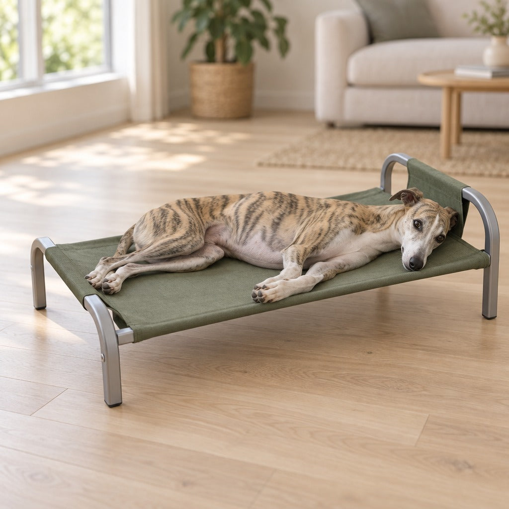 Un whippet bringé couché de tout son long sur la toile vert kaki du couchage surélevé, dans un salon clair baigné de lumière.