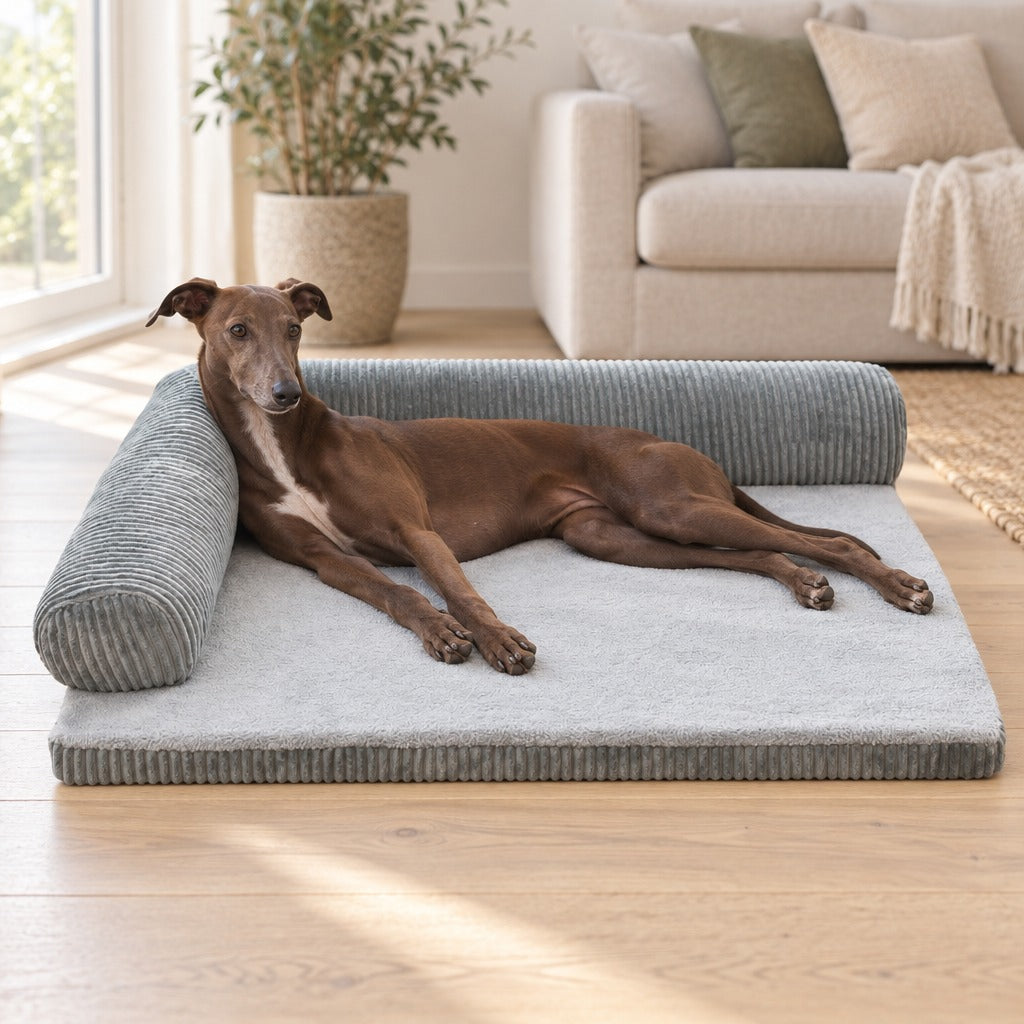 Un whippet chocolat allongé de tout son long sur le coussin en L gris, dans un salon clair.