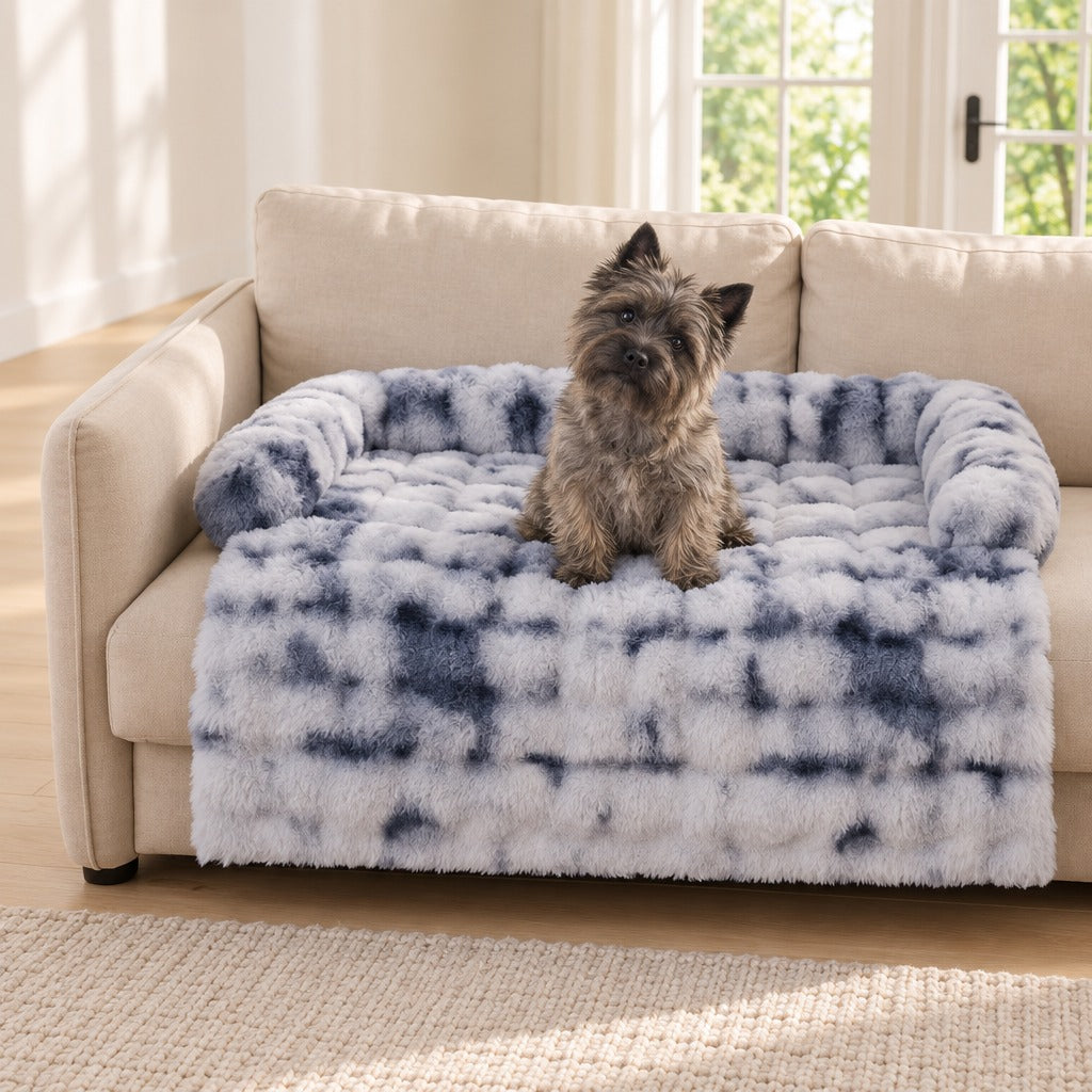Cairn terrier bringé assis face à l'objectif sur le couchage de canapé bleu marbré.