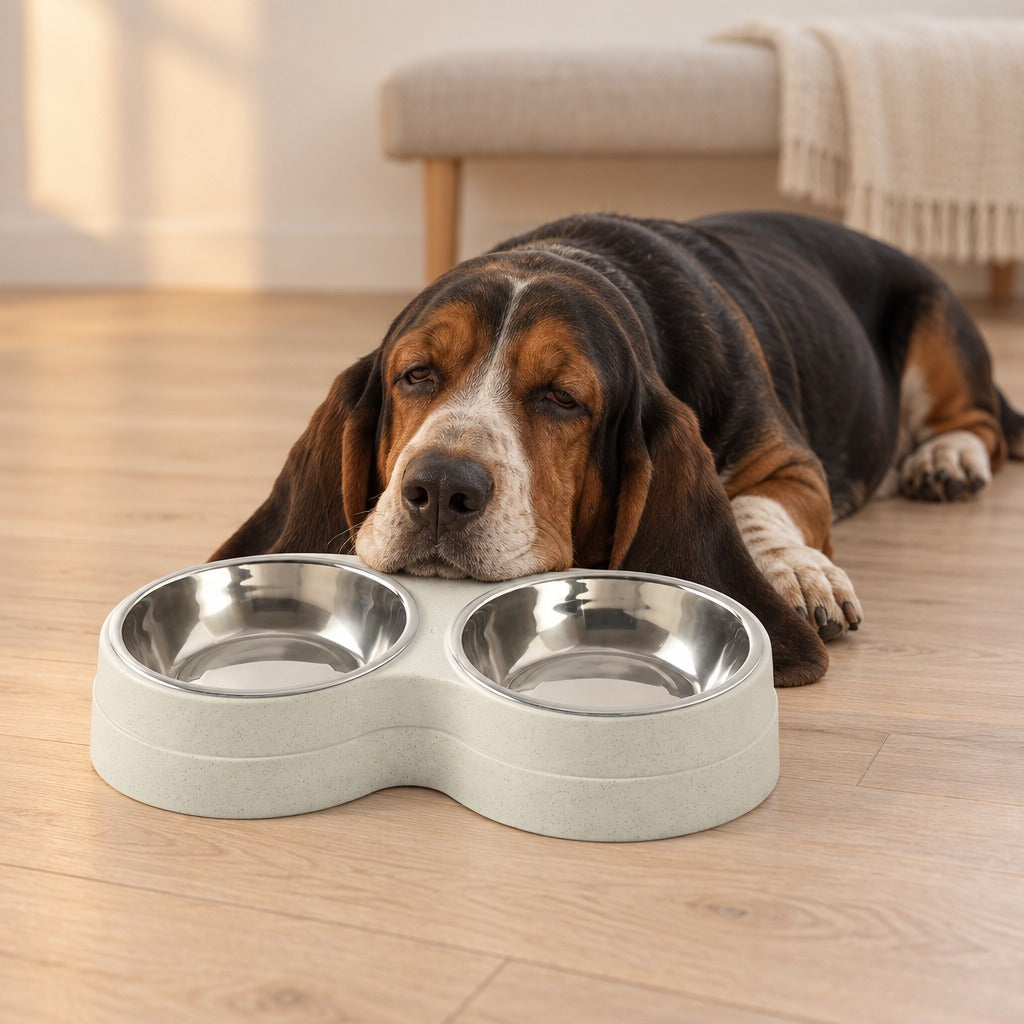 Basset hound couché, le menton près de la double gamelle gris lin posée sur un parquet clair.