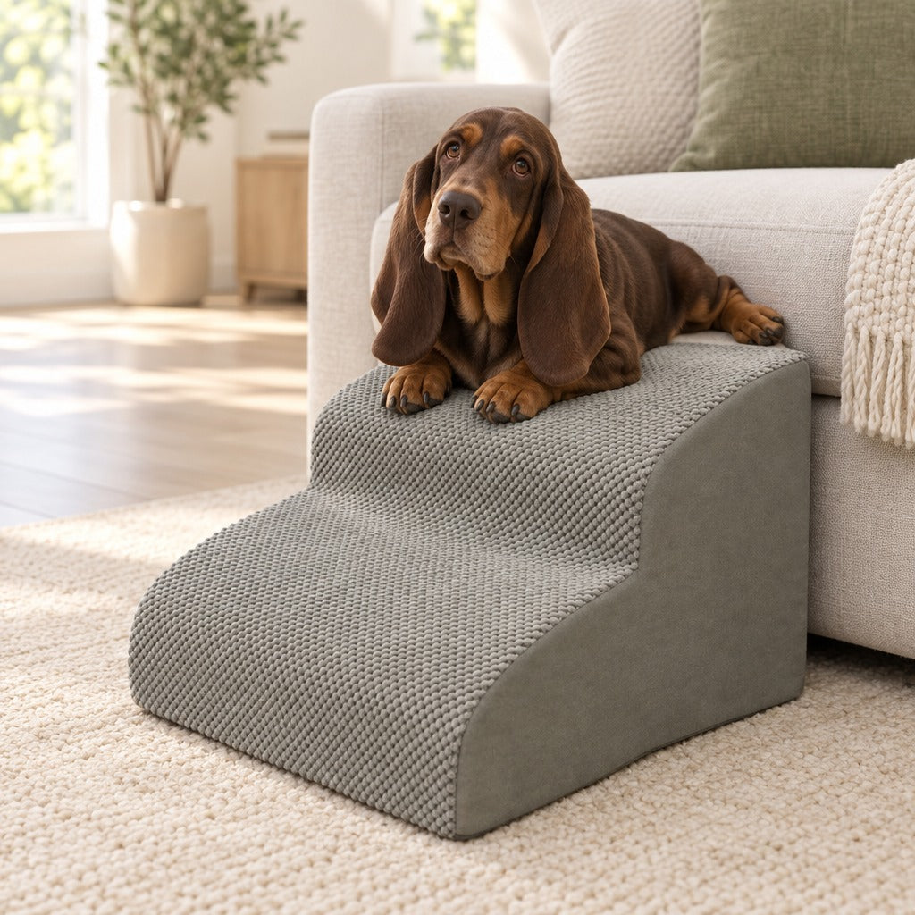 Basset hound chocolat couché sur la marche haute de l'escalier gris clair à 2 marches, contre un canapé clair.