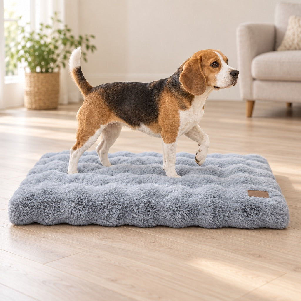 Beagle tricolore debout sur le matelas gris bleuté posé au sol dans un salon clair.