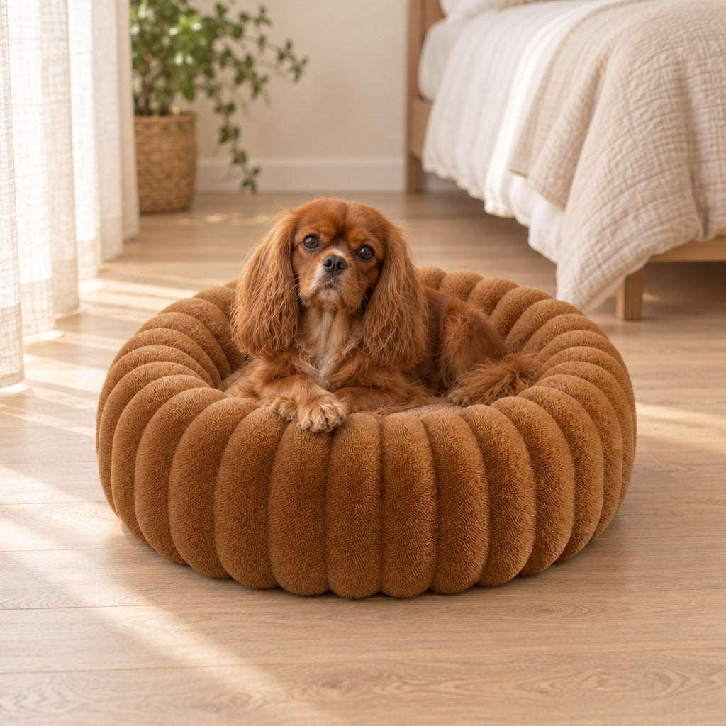 Cavalier King Charles roux couché dans le couchage rond caramel entier, sur le parquet clair d'une chambre.