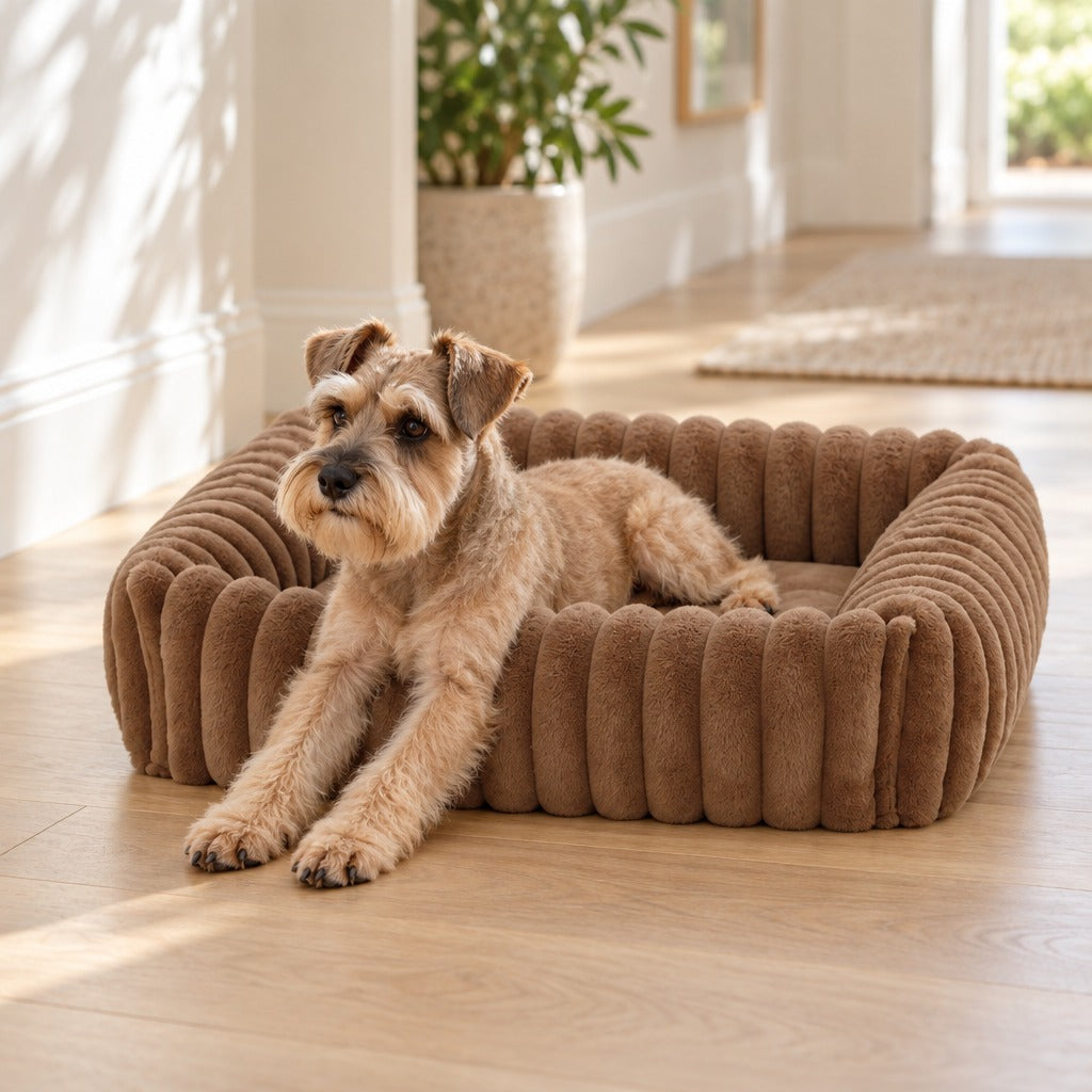 Schnauzer nain à moitié sorti du nid chocolat, les pattes avant étirées sur le parquet.