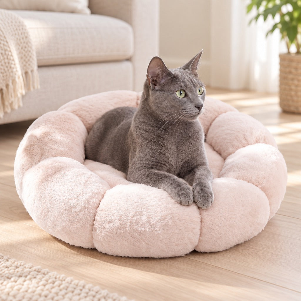 Chat Korat couché dans le panier corolle beige rose au pied d'un canapé en lin.