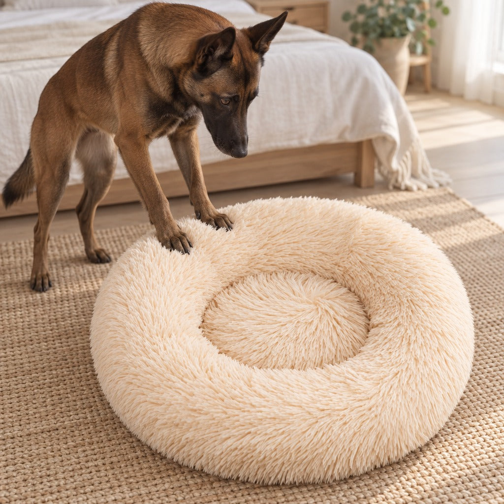 Un malinois debout pose ses deux pattes avant sur le bourrelet du panier rond crème abricot et regarde dedans, dans une chambre claire.