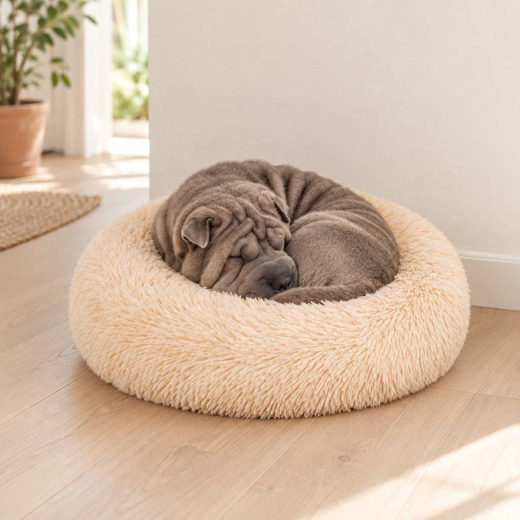 Le chien entre par le dessus