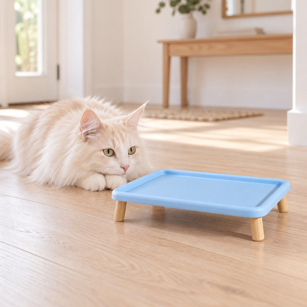 Un chat angora turc crème couché sur le parquet d'une entrée claire, le menton près du plateau repas surélevé bleu ciel.