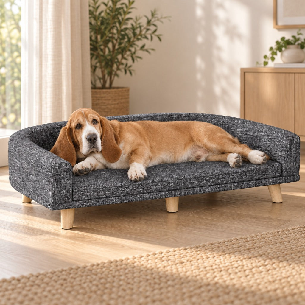 Basset hound sable allongé de tout son long sur le sofa ardoise chiné, dans un salon clair.