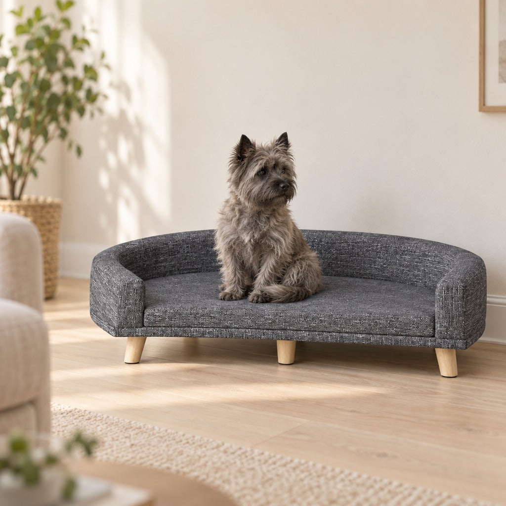 Cairn terrier gris assis bien droit sur le sofa ardoise chiné, dans un séjour lumineux.