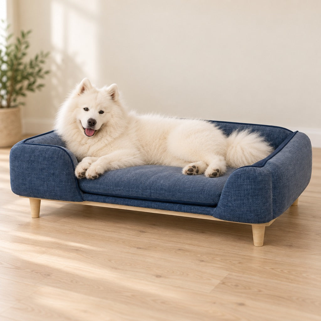 Un samoyède à la robe blanche crème couché de tout son long sur le coussin du sofa bleu denim, dans un salon clair.