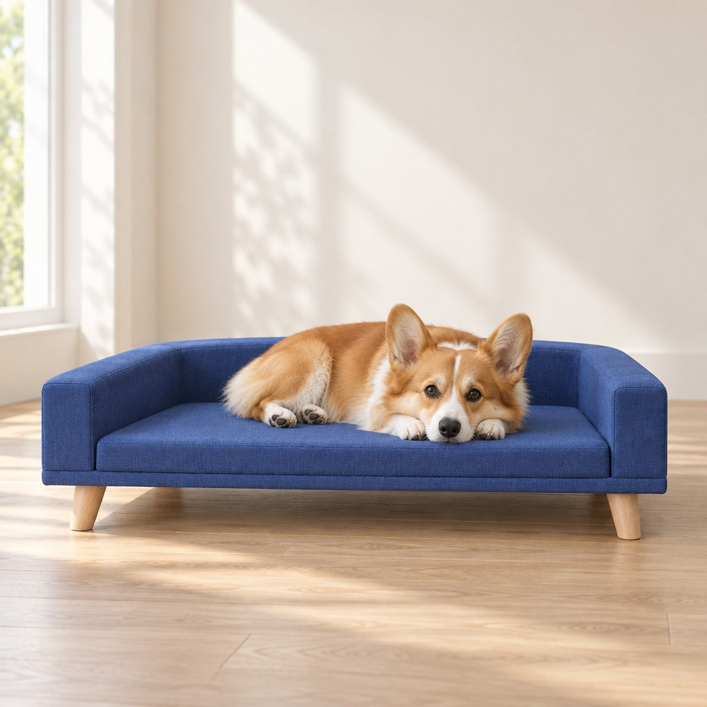 Un corgi roux couché sur le coussin du sofa bleu nuit, le menton posé à plat sur ses pattes avant, dans un salon clair