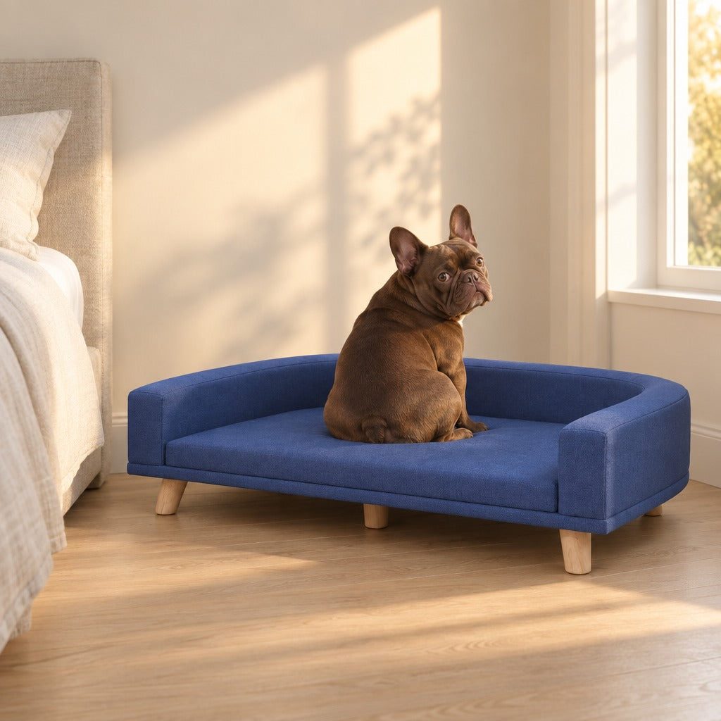 Un bouledogue français chocolat assis sur le sofa bleu nuit installé au pied d'un lit, la tête tournée par-dessus son épaule