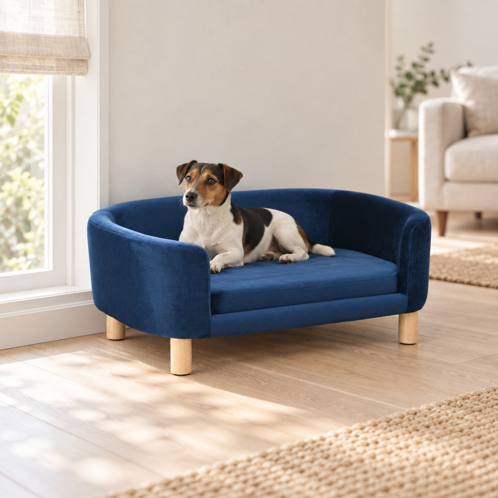 Jack Russell noir et feu en sphinx sur le sofa compact bleu nuit, près d'une fenêtre de salon.