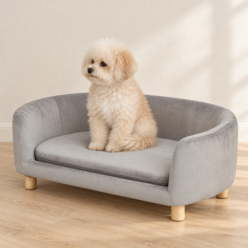 Bichon frisé sable assis bien droit sur le sofa compact gris perle, dans un salon clair.