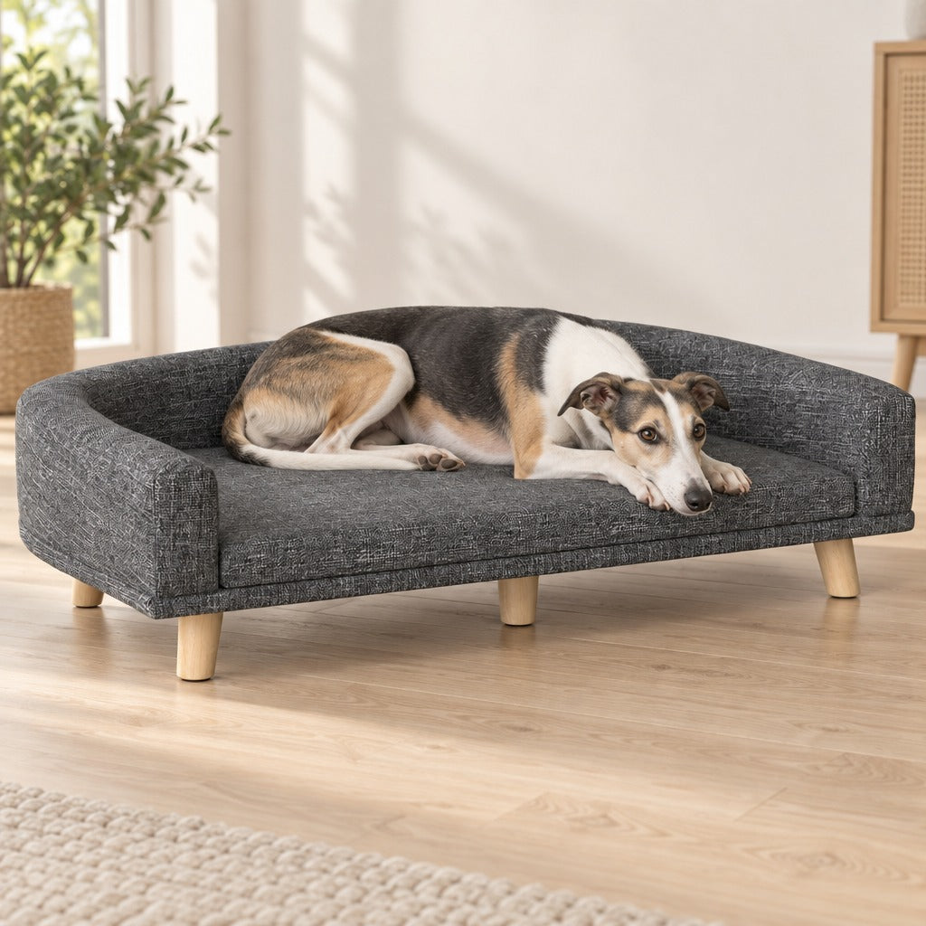 Whippet tricolore couché sur le coussin du sofa gris foncé, le menton posé à plat sur ses pattes avant, dans un salon clair.