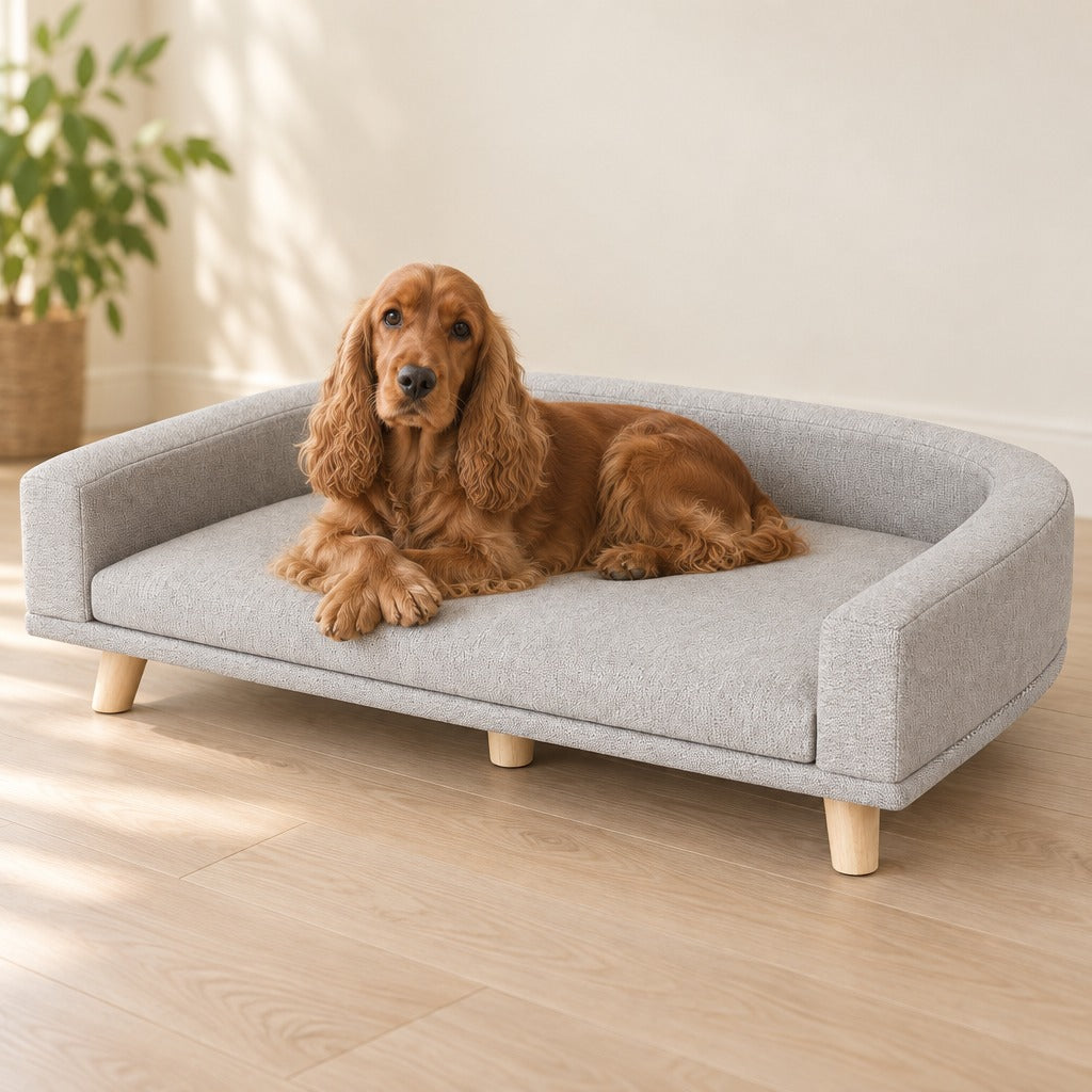 Cocker anglais roux couché sur le coussin de la banquette gris perle, dans un salon clair.