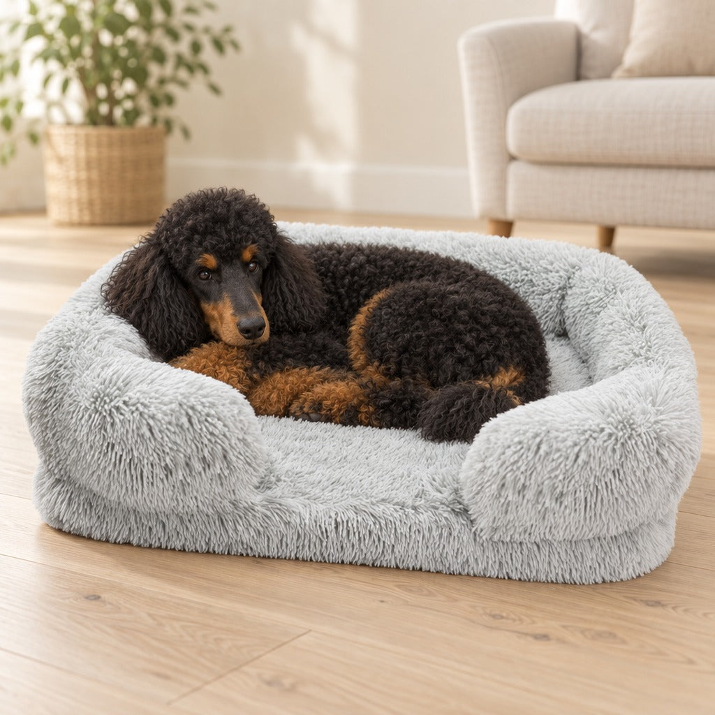 Un caniche royal noir et feu dort roulé en boule sur le sofa gris perle, dans un salon clair au parquet blond.