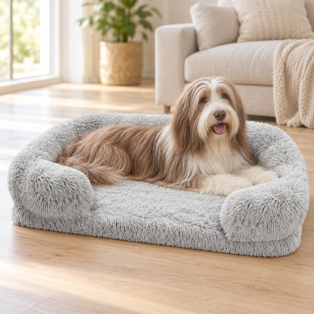 Un bearded collie fauve allongé de tout son long sur le sofa gris perle, posé au sol devant un canapé en lin.