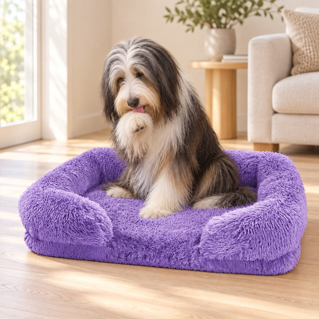 Un bearded collie tricolore assis sur le sofa parme, dans un salon clair baigné de lumière.