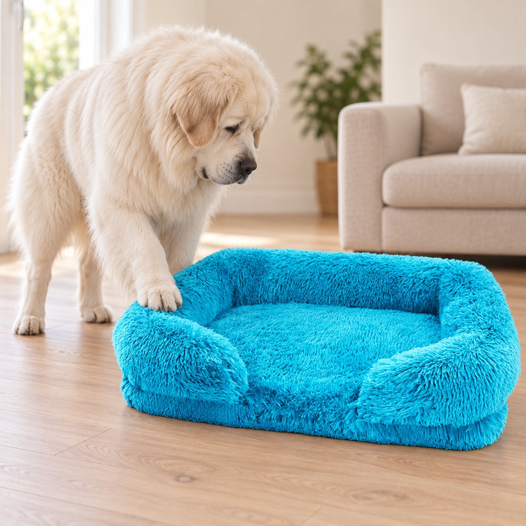 Un grand chien à la robe blanche crème pose une patte avant sur l'accoudoir du sofa bleu turquoise, dans un salon clair.