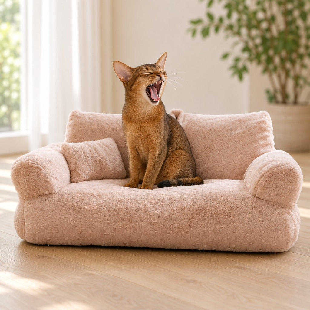 Un chat abyssin roux tigré assis sur l'assise du sofa moelleux abricot, en train de bailler largement