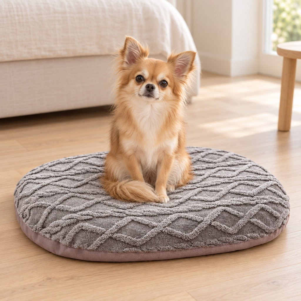 Chihuahua à poil long fauve assis bien droit au centre du tapis gris perle, au pied d'un lit.