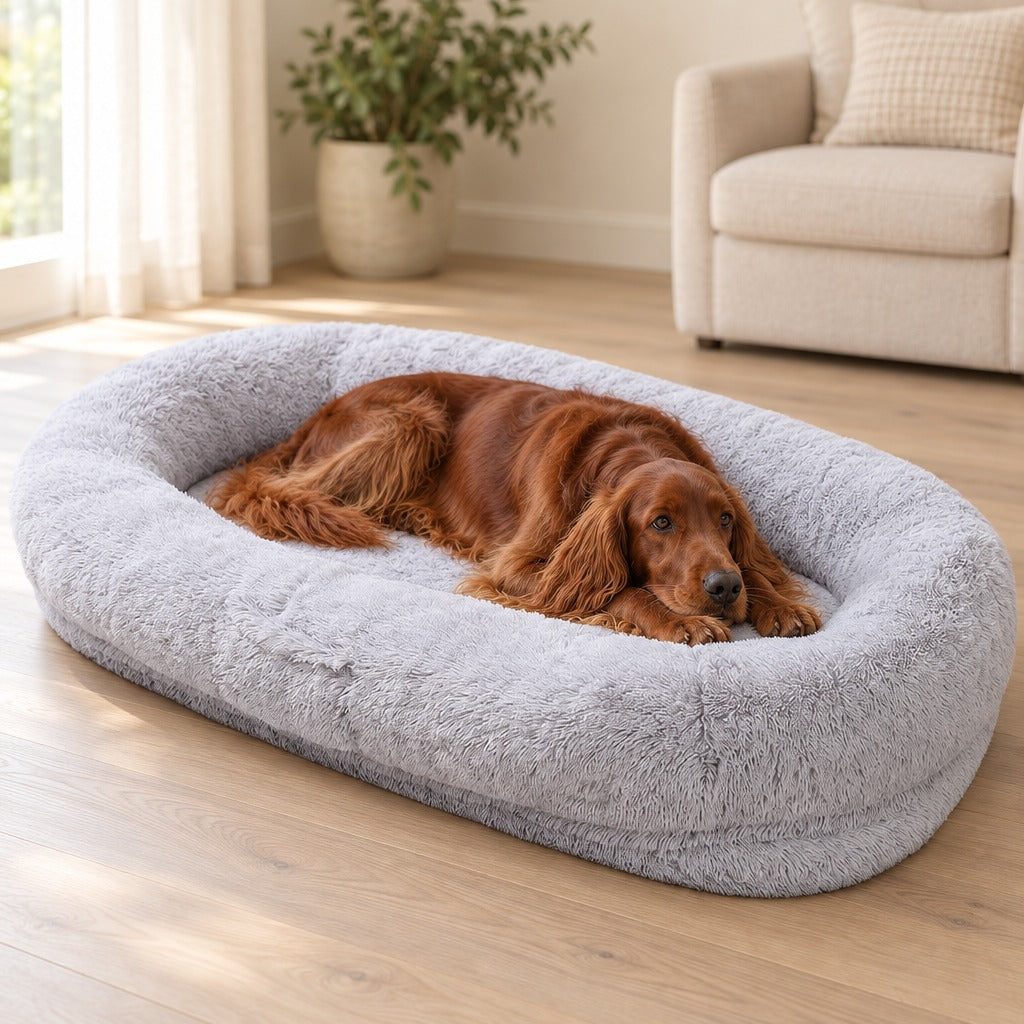 Un setter irlandais roux couché, le menton posé sur ses pattes avant, dans le très grand couchage ovale gris perle posé au sol d'un salon clair.