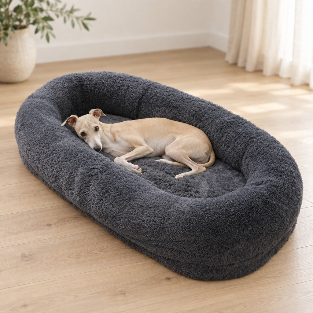 Un lévrier italien à la robe blanche crème couché sur le flanc dans le très grand couchage ovale gris anthracite, sur un parquet clair.